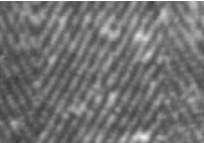 Agrandissement montrant l'armure en chevrons du tissu du Suaire. On voit ici l'endroit du tissu, � pr�dominance de fils de cha�ne. La largeur r�elle de la partie photographi�e est d'environ 2 cm.   (3840 octets)